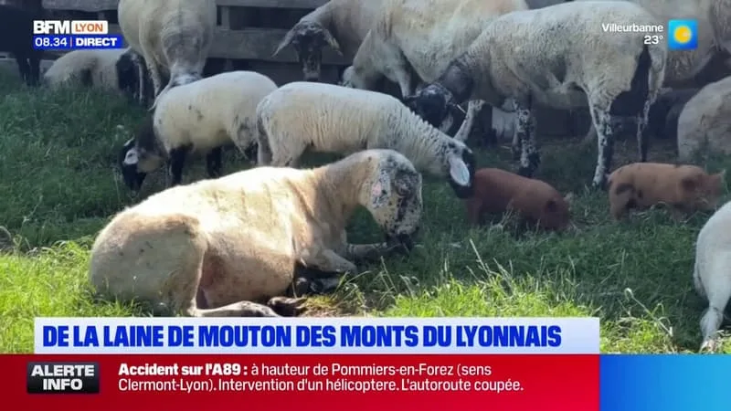 DE LA LAINE DE MOUTON POUR LES COCOTTES NORVÉGIENNES PRODUITES PAR L’ENTREPRISES ECOCOTTE À LYON