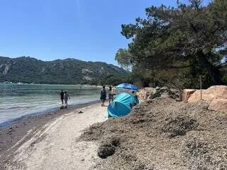 EN CORSE, COMMENT LES POSIDONIES GÂCHENT L’IMAGE DE CARTE POSTALE DE L’UNE DES PLUS BELLES PLAGES DU MONDE