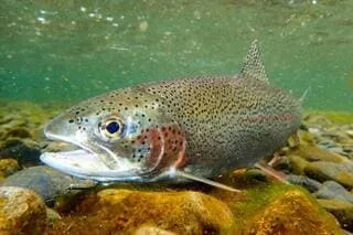 LES POISSONS SOUFFRENT-ILS AUSSI DES VAGUES DE CHALEUR ?