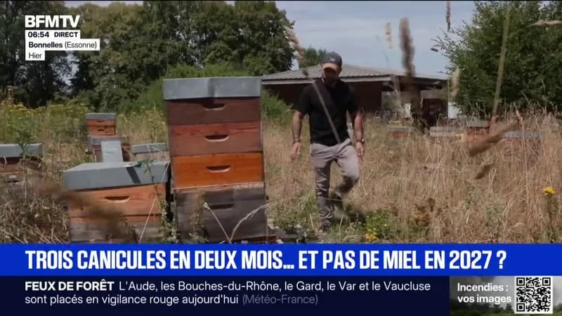 LA RÉCOLTE DE MIEL MENACÉE PAR LES CANICULES?