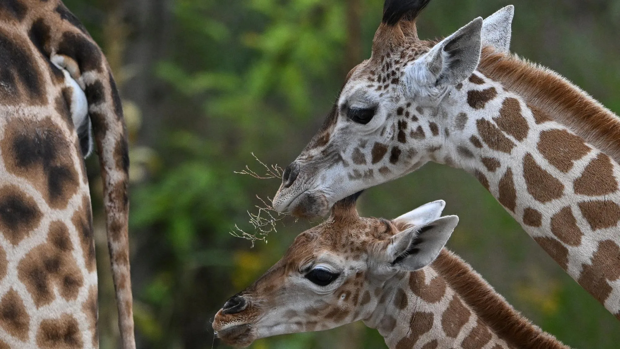 VOICI LE DEUXIÈME ZOO LE PLUS « ÉTHIQUE DU MONDE » SELON NATIONAL GEOGRAPHIC (ET IL EST FRANÇAIS)