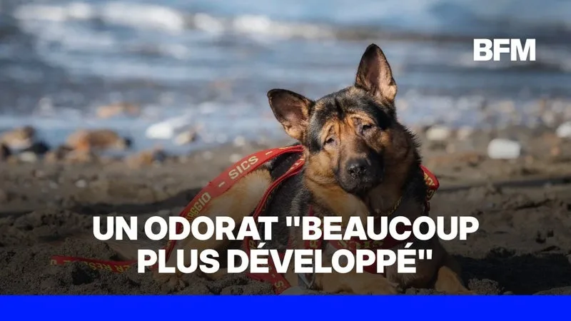 MARLEY, UN CHIEN AVEUGLE ÉCHAPPE À L’EUTHANASIE ET DEVIENT SECOURISTE EN ITALIE