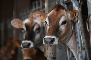 PROJET DE FERME À VEAUX EN MAINE-ET-LOIRE : DEUX SYNDICATS AGRICOLES APPELLENT À DES « DÉBATS SEREINS »