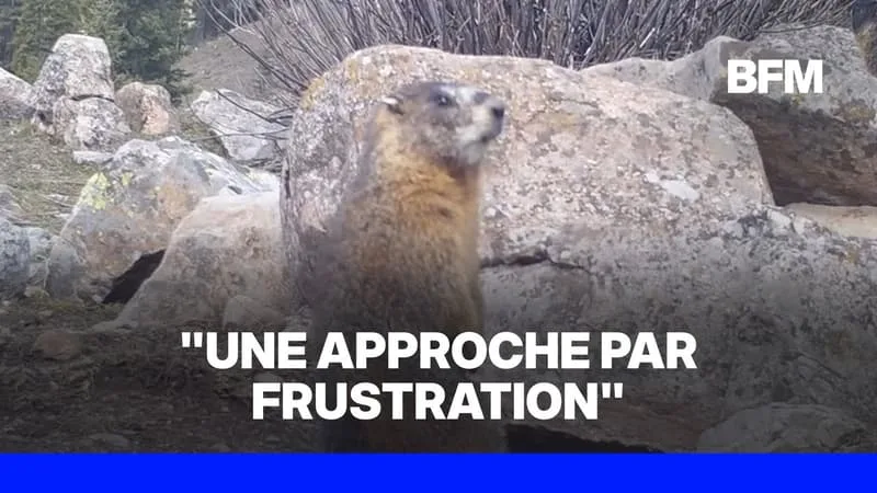 UN COMPTE ONLYFANS DE MARMOTTES POUR CONTRER LA POLITIQUE DE DONALD TRUMP