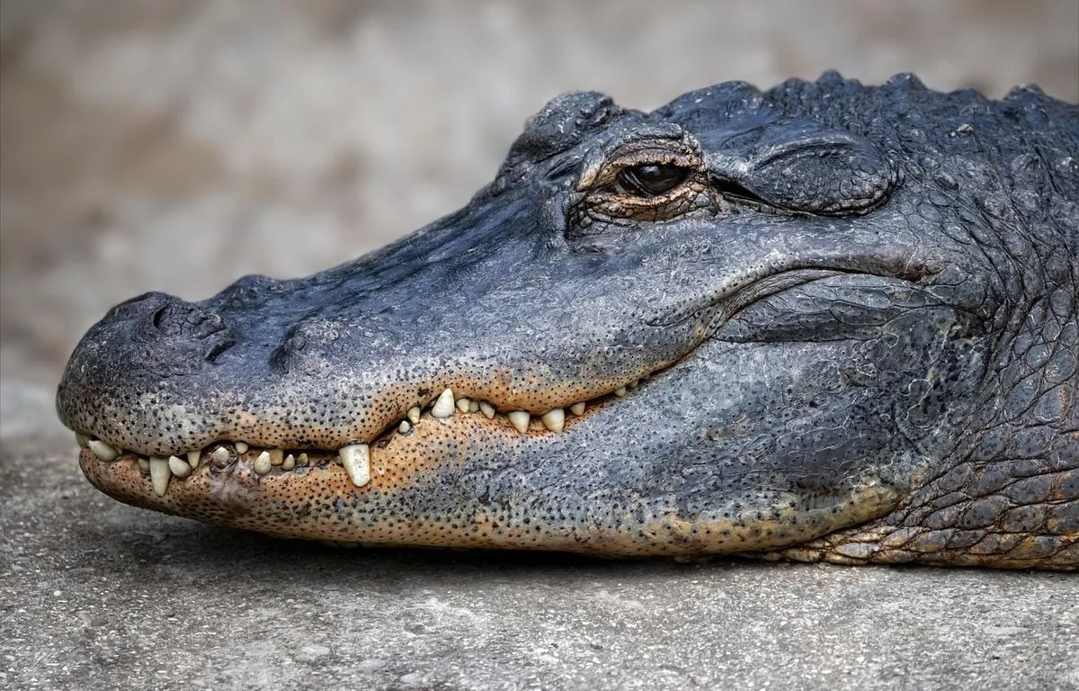 UN ALLIGATOR ATTAQUE UN AUTOMOBILISTE AMÉRICAIN ALCOOLISÉ, QUI TENTAIT DE FUIR LA POLICE DANS UNE ZONE MARÉCAGEUSE