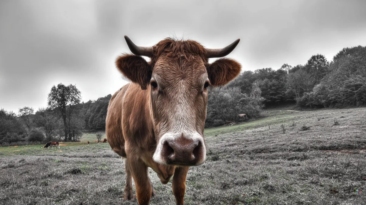 LE ROT DE LA VACHE EST UNE BOMBE CLIMATIQUE, ET ON SAIT ENFIN POURQUOI !