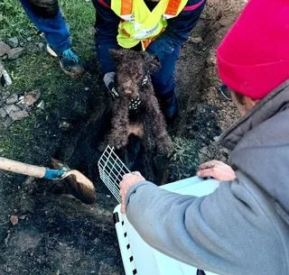 UN CHIEN A ÉTÉ SAUVÉ APRÈS ÊTRE RESTÉ BLOQUÉ DEUX JOURS DANS UN RÉSEAU D’EAU DE PLUIE DANS LES CÔTES-D’ARMOR