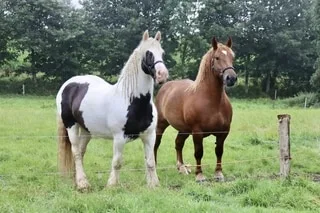 EN BRETAGNE, UN HOMME TENTE DE METTRE LE FEU À UN CHEVAL EN L’ARROSANT D’UN PRODUIT COMBUSTIBLE, L’ÉLEVEUR ÉVITE LE PIRE