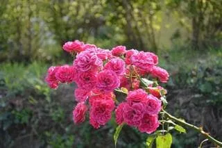 L’ANCIENNE PROPRIÉTÉ DE L’UNE DES PLUS GRANDES ACTRICES FRANÇAISES OBTIENT LE LABEL DE JARDIN REMARQUABLE