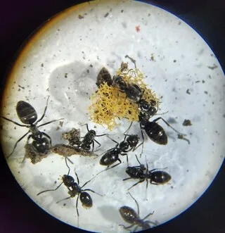 « C’EST UNE INFECTION ! » : DEPUIS UN AN, LES HABITANTS DE CETTE COMMUNE N’ARRIVENT PAS À SE DÉBARRASSER DE CES FOURMIS