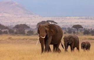 VOTRE SÉJOUR AU KENYA EST RÉSERVÉ ? VOUS ALLEZ PEUT-ÊTRE DEVOIR SOUSCRIRE À UNE ASSURANCE VOYAGE DE 50 000 DOLLARS