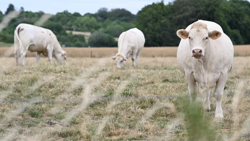 « L’HERBE N’EST MÊME PLUS JAUNE, ELLE EST BLANCHE »: FACE À LA CANICULE QUI GRILLE LES PRAIRIES, LES ÉLEVEURS N’ONT PLUS ASSEZ DE FOURRAGE POUR NOURRIR LES ANIMAUX, ILS N’AVAIENT « JAMAIS CONNU ÇA »