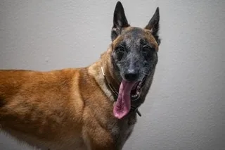 UN INFLUENCEUR MARSEILLAIS FILMÉ EN TRAIN D’ASSÉNER UN COUP DE POING À UN CHIEN, LA VIDÉO FAIT SCANDALE