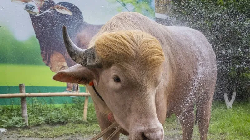 LE BUFFLE ALBINOS, « SOSIE » DE DONALD TRUMP, ÉCHAPPE AU SACRIFICE DE L’AÏD ET SERA BIENTÔT ENVOYÉ AU ZOO NATIONAL DU BANGLADESH