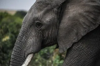 LE KENYA ENQUÊTE SUR LA MORT DE 15 ÉLÉPHANTS EN UN MOIS DANS LE PARC D’AMBOSELI