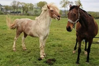 DIX-HUIT PONEYS S’ÉCHAPPENT DE LEUR ENCLOS ET SE RETROUVENT SUR LA ROCADE D’ANGERS